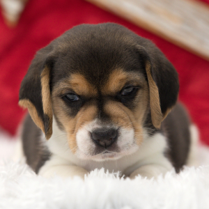 Beagle Puppy George