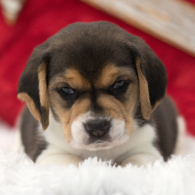 Beagle Puppy George