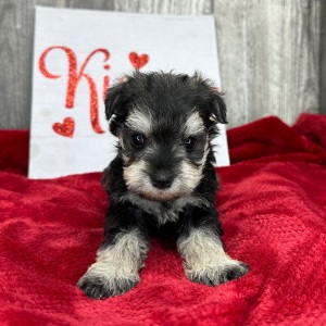 Miniature Schnauzer Puppy Posey