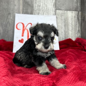 Miniature Schnauzer Puppy Posey