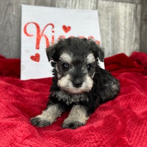 Miniature Schnauzer Puppy Posey