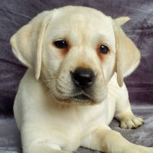 Labrador Retriever Puppy Cora