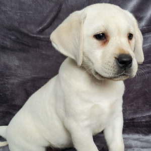 Labrador Retriever Puppy Cora