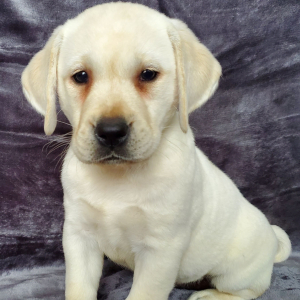 Labrador Retriever Puppy Cora