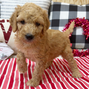 Goldendoodle Puppy Bailey