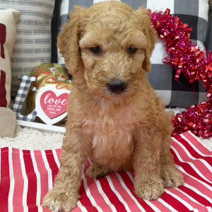 Goldendoodle Puppy Bailey
