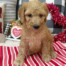 Goldendoodle Puppy Bailey