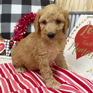 Goldendoodle Puppy Bailey