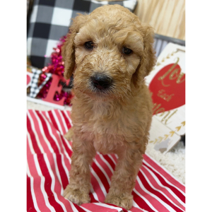 Goldendoodle Puppy Bailey