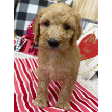 Goldendoodle Puppy Bailey