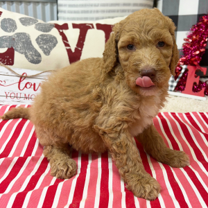 Goldendoodle Puppy Buffy
