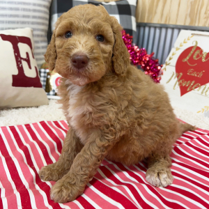 Goldendoodle Puppy Buffy