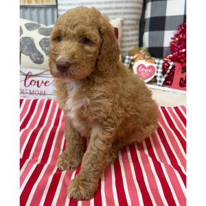 Goldendoodle Puppy Buffy