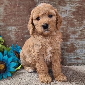 Goldendoodle Puppy Chelsea