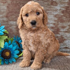 Goldendoodle Puppy Chelsea