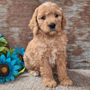 Goldendoodle Puppy Chelsea