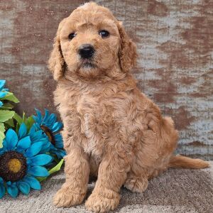 Goldendoodle Puppy Chelsea