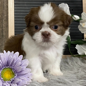 Shih Tzu Puppy Keith