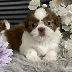 Shih Tzu Puppy Keith