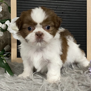 Shih Tzu Puppy Keith