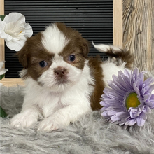Shih Tzu Puppy Keith
