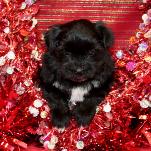 Morkie Puppy Bellamy
