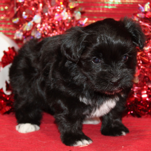 Morkie Puppy Bellamy