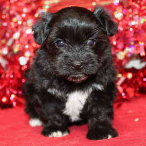 Morkie Puppy Bellamy