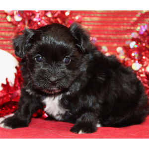 Morkie Puppy Bellamy