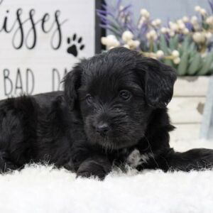 Aussiedoodle Puppy Bear