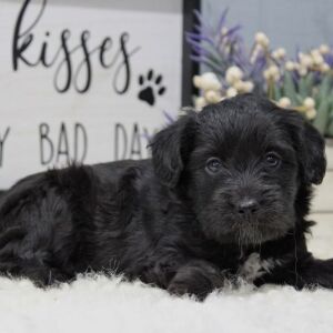 Aussiedoodle Puppy Bear