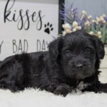 Aussiedoodle Puppy Bear