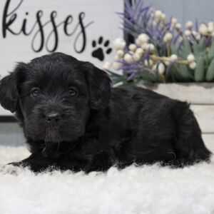 Aussiedoodle Puppy Bear