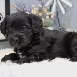 Aussiedoodle Puppy Bear