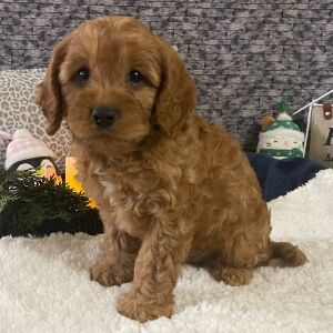 Cavapoo Puppy Kent