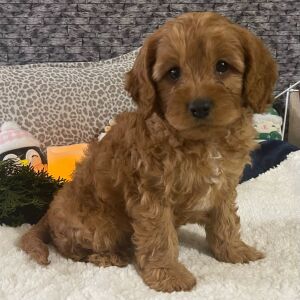 Cavapoo Puppy Kent