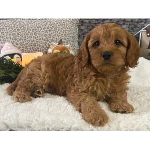 Cavapoo Puppy Kent