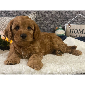 Cavapoo Puppy Kent