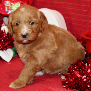 Aussiedoodle Puppy Diva