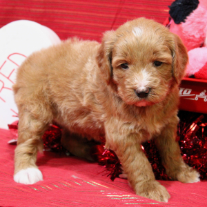 Aussiedoodle Puppy Diva
