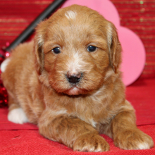 Aussiedoodle Puppy Diva