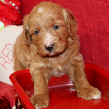 Aussiedoodle Puppy Diva