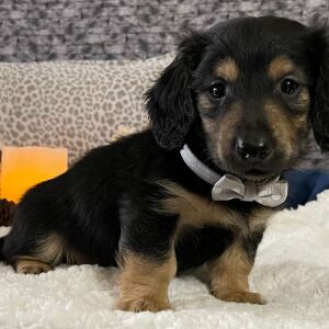 Dachshund Puppy Captain