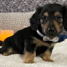 Dachshund Puppy Captain