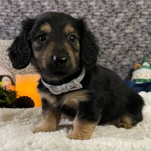 Dachshund Puppy Captain