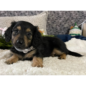 Dachshund Puppy Captain