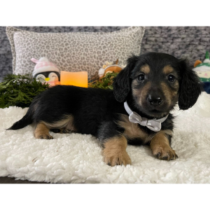 Dachshund Puppy Captain