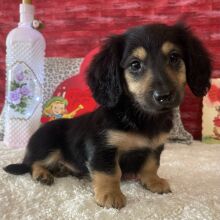 Dachshund Puppy Captain