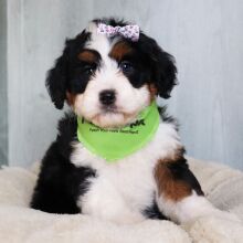 Bernedoodle Puppy Dawn