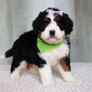 Bernedoodle Puppy Dawn